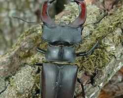 Fotó: European stag beetle