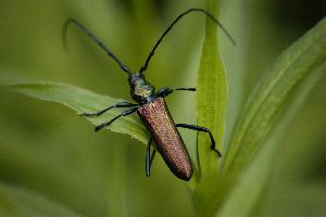 Fotó: Musk beetle