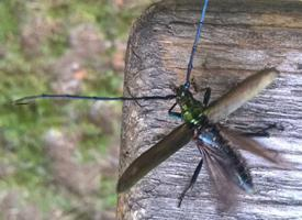 Fotó: Great capricorn beetle