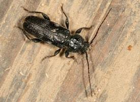 Fotó: House longhorn beetle