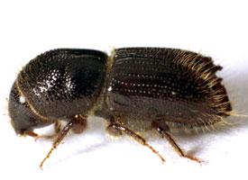 Fotó: European spruce bark beetle