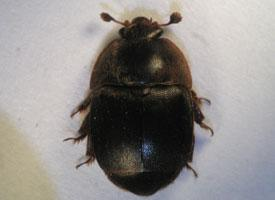 Fotó: Small hive beetle