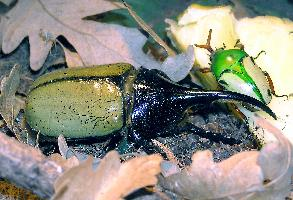 Fotó: Hercules beetle