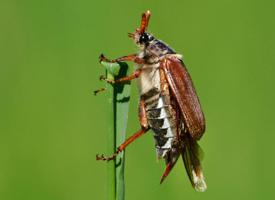 Fotó: Common cockchafer