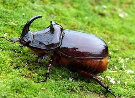 Fotó: European rhinoceros beetle