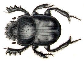 Fotó: Sacred scarab