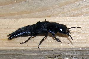 Fotó: Hornet rove beetle