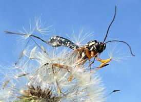 Fotó: Sabre wasp