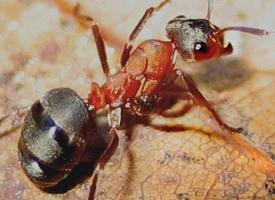 Fotó: Red wood ant