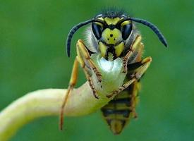 Fotó: European hornet