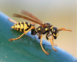 Fotó: European paper wasp