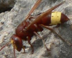 Fotó: Oriental hornet