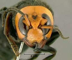 Fotó: Asian giant hornet