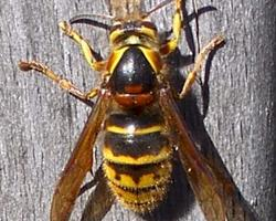 Fotó: Median wasp