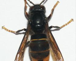 Fotó: Asian hornet