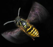 Fotó: Common wasp