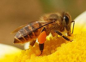 Fotó: Eastern honey bee