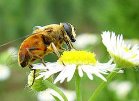 Fotó: Rock bee