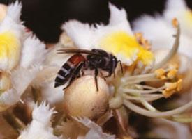 Fotó: Dwarf honey bee