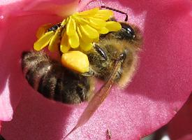 Fotó: Western honey bee