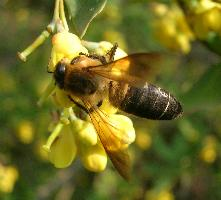 Fotó: Himalayan giant honey bee