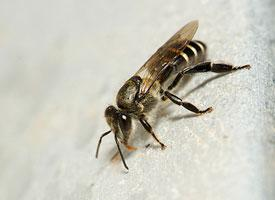 Fotó: Black dwarf honey bee