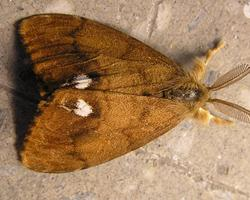 Fotó: Rusty tussock moth