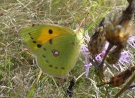 Fotó: Danube clouded yellow