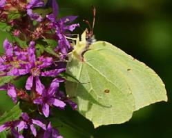 Fotó: Common brimstone