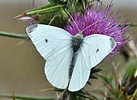 Fotó: Small white