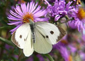 Fotó: Large white