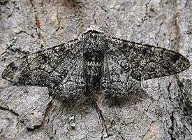 Fotó: Peppered moth