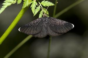 Fotó: Chimney sweeper