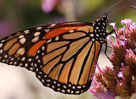 Fotó: Monarch butterfly