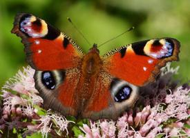 Fotó: European peacock