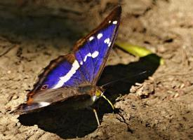 Fotó: Purple emperor