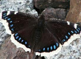 Fotó: Mourning cloak