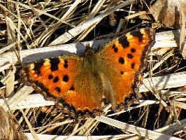 Fotó: Large tortoiseshell