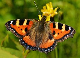 Fotó: Small tortoiseshell