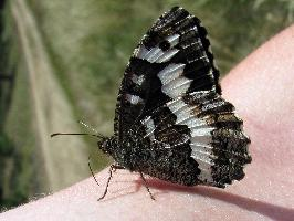 Fotó: Great banded grayling