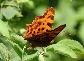 Fotó: Comma