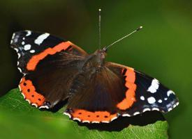 Fotó: Red admiral