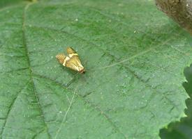 Fotó: Longhorn moth