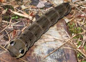 Fotó: Elephant hawk moth