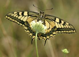 Fotó: Old world swallowtail