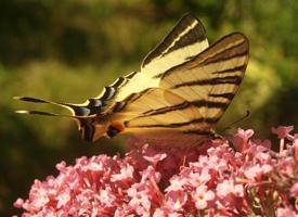 Fotó: Scarce swallowtail