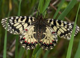 Fotó: Southern festoon