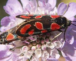 Fotó: Crepuscular burnet