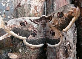 Fotó: Giant peacock moth