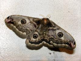 Fotó: Small emperor moth